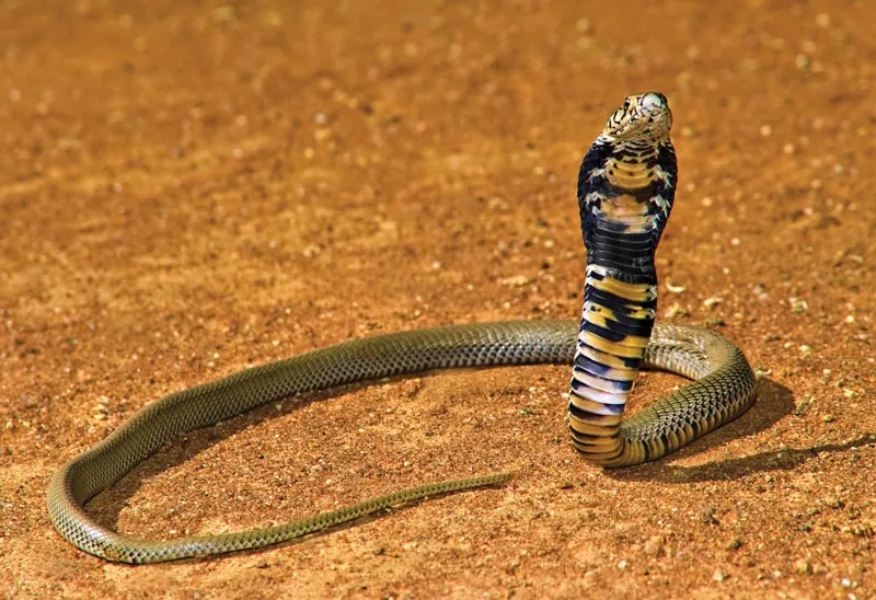 asian tiger snake
